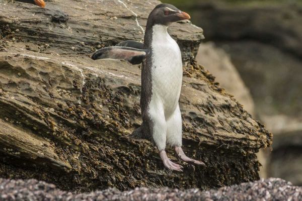 Saunders Island Rockhopper penguin hopping